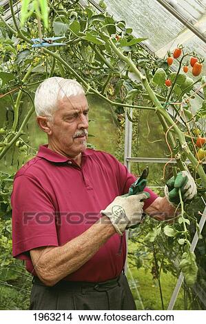 Picture - a man working in a greenhouse wearing gardening gloves; naas, county kildare, ireland. Fotosearch