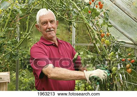 a man working in a greenhouse wearing gardening gloves; naas, county kildare, ireland View Large Photo Image Stock Image - a man working in a greenhouse wearing gardening gloves; naas, county kildare, ireland. Fotosearch