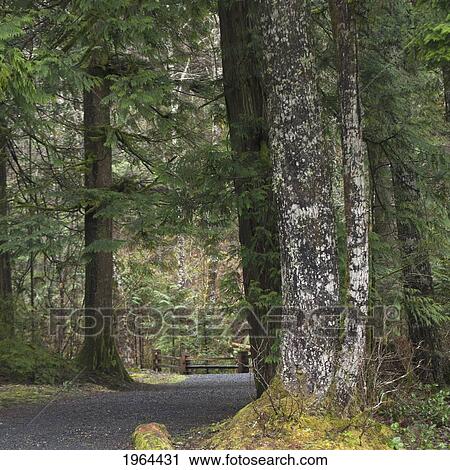 a path through the forest in jasper national park; alberta, canada View Large Photo Image Stock Image - a path through the forest in jasper national park; alberta, canada. Fotosearch