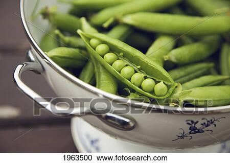 a pea pod open in a bowl; naas, county kildare, ireland View Large Photo Image Stock Image - a pea pod open in a bowl; naas, county kildare, ireland. Fotosearch
