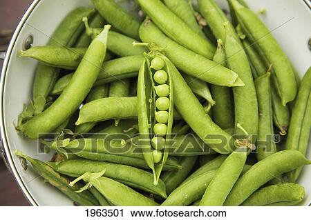 a pea pod open in a bowl; naas, county kildare, ireland View Large Photo Image Stock Image - a pea pod open in a bowl; naas, county kildare, ireland. Fotosearch