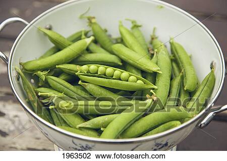 a pea pod open in a bowl; naas, county kildare, ireland View Large Photo Image Stock Image - a pea pod open in a bowl; naas, county kildare, ireland. Fotosearch