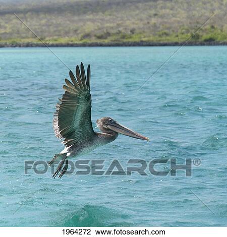 Stock Image - a pelican in flight over the pacific ocean; galapagos, equador. Fotosearch