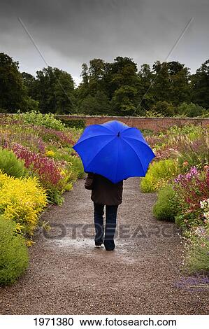 a person walking down a wet garden path holding a blue umbrella; scottish borders scotland View Large Photo Image Stock Image - a person walking down a wet garden path holding a blue umbrella; scottish borders scotland. Fotosearch