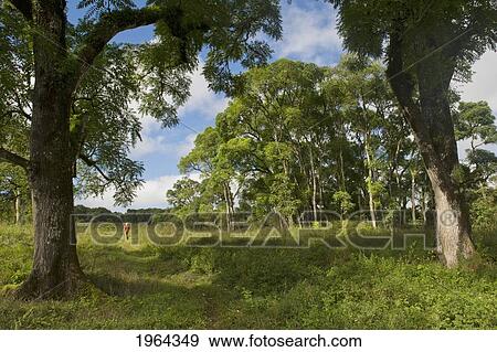 a person walking on a path through the trees; santa cruz island, galapagos, equador View Large Photo Image Stock Photo - a person walking on a path through the trees; santa cruz island, galapagos, equador. Fotosearch