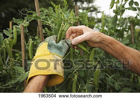 a person's hands picking peas in the garden; naas, county kildare, ireland View Large Photo Image Picture - a person's hands picking peas in the garden; naas, county kildare, ireland. Fotosearch