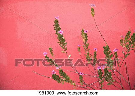a pink flowering plant growing beside a red wall; baja california sur mexico View Large Photo Image Stock Photo - a pink flowering plant growing beside a red wall; baja california sur mexico. Fotosearch