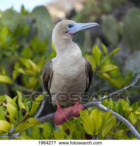 a red-footed booby (sula sula); galapagos, equador View Large Photo Image Stock Photo - a red-footed booby (sula sula); galapagos, equador. Fotosearch