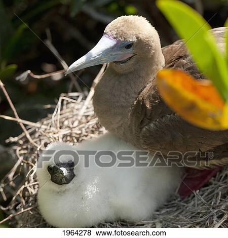 a red-footed booby (sula sula) with a chick in her nest; galapagos, equador View Large Photo Image Stock Photo - a red-footed booby (sula sula) with a chick in her nest; galapagos, equador. Fotosearch