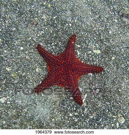 Stock Photo - a red starfish; galapagos, equador. Fotosearch