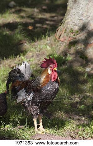 a rooster standing beside a tree; northumberland england View Large Photo Image Stock Image - a rooster standing beside a tree; northumberland england. Fotosearch