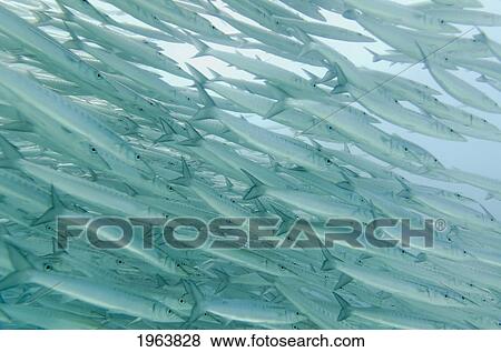 Stock Photo - a school of barracudas swimming underwater; galapagos, equador. Fotosearch