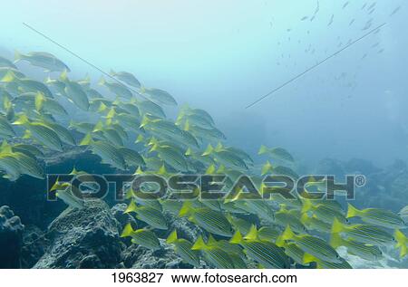 a school of fish swimming underwater; galapagos, equador View Large Photo Image Stock Photo - a school of fish swimming underwater; galapagos, equador. Fotosearch