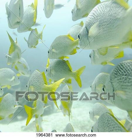 a school of yellow-tailed grunt fish (anisotremus interruptus) swimming underwater; galapagos, equador View Large Photo Image Stock Image - a school of yellow-tailed grunt fish (anisotremus interruptus) swimming underwater; galapagos, equador. Fotosearch