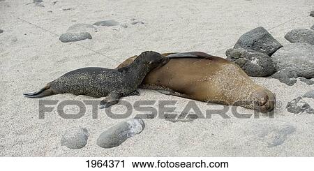 Stock Image - a sea lion (otariidae) and it's pup laying together on the white sand; galapagos, equador. Fotosearch