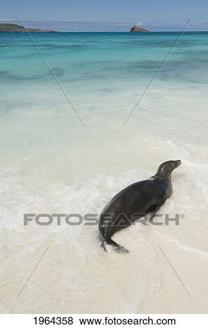 a sea lion (otariidae) in the shallow water with it's belly on the white sand in gardner bay; galapagos, equador View Large Photo Image Stock Photo - a sea lion (otariidae) in the shallow water with it's belly on the white sand in gardner bay; galapagos, equador. Fotosearch