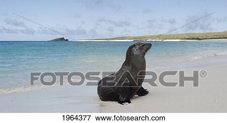 a sea lion (otariidae) on the white sand; galapagos, equador View Large Photo Image Stock Photo - a sea lion (otariidae) on the white sand; galapagos, equador. Fotosearch