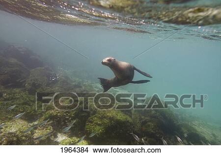 a sea lion swimming under the water's surface watching a school of fish; galapagos, equador View Large Photo Image Picture - a sea lion swimming under the water's surface watching a school of fish; galapagos, equador. Fotosearch