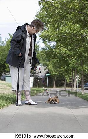 a senior woman tries to take her stubborn dog for a walk; edmonton, alberta, canada View Large Photo Image Stock Photography - a senior woman tries to take her stubborn dog for a walk; edmonton, alberta, canada. Fotosearch