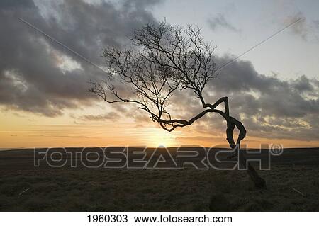 a single leafless tree in a field at sunset; derbyshire, england View Large Photo Image Stock Image - a single leafless tree in a field at sunset; derbyshire, england. Fotosearch