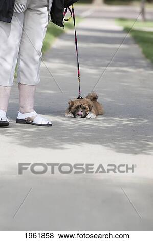 a small dog lays down on the sidewalk while going for a walk; edmonton, alberta, canada View Large Photo Image Stock Photo - a small dog lays down on the sidewalk while going for a walk; edmonton, alberta, canada. Fotosearch