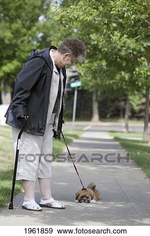 a small dog lays down on the sidewalk while going for a walk; edmonton, alberta, canada View Large Photo Image Stock Photo - a small dog lays down on the sidewalk while going for a walk; edmonton, alberta, canada. Fotosearch