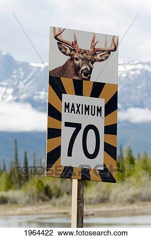 a speed limit sign with a warning of deer crossing; jasper, alberta, canada View Large Photo Image Stock Image - a speed limit sign with a warning of deer crossing; jasper, alberta, canada. Fotosearch