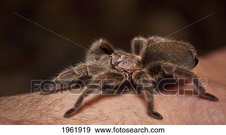 a spider on a person's arm; edmonton, alberta, canada View Large Photo Image Stock Photo - a spider on a person's arm; edmonton, alberta, canada. Fotosearch