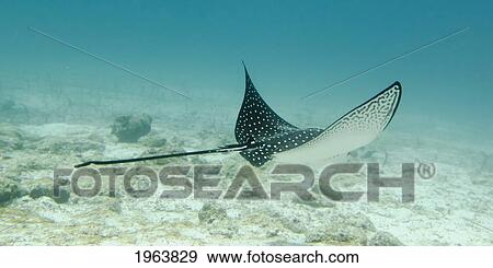 a spotted eagle ray (aetobatus narinari)under the water; galapagos, equador View Large Photo Image Stock Photo - a spotted eagle ray (aetobatus narinari)under the water; galapagos, equador. Fotosearch