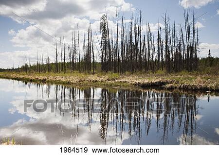 a tranquil river with a reflection of the trees and clouds; thunder bay ontario canada View Large Photo Image Stock Photo - a tranquil river with a reflection of the trees and clouds; thunder bay ontario canada. Fotosearch