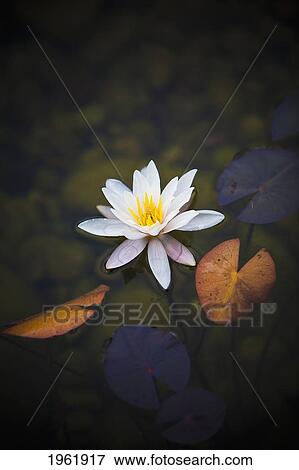 a white lily with colorful leaves around it; edmonton, alberta, canada View Large Photo Image Stock Photo - a white lily with colorful leaves around it; edmonton, alberta, canada. Fotosearch
