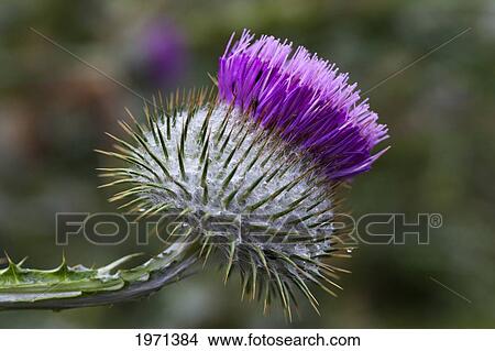 a wildflower with purple petals on top of a round blossom; scottish borders scotland View Large Photo Image Picture - a wildflower with purple petals on top of a round blossom; scottish borders scotland. Fotosearch