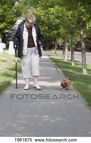 a woman takes her dog for a walk; edmonton, alberta, canada View Large Photo Image Stock Photography - a woman takes her dog for a walk; edmonton, alberta, canada. Fotosearch