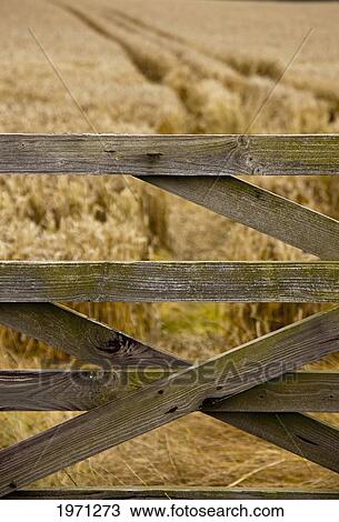 Stock Image - a wooden fence beside a wheat field; northumberland england. Fotosearch