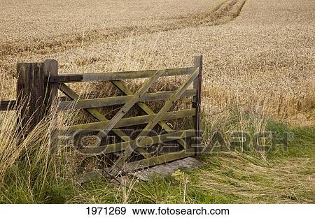 a wooden gate beside a wheat field; northumberland england View Large Photo Image Stock Photo - a wooden gate beside a wheat field; northumberland england. Fotosearch