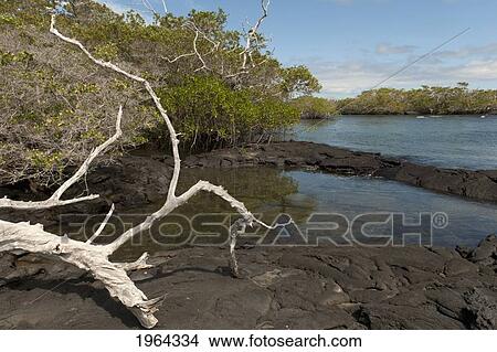 Picture - along the coast of fernandina island; galapagos, equador. Fotosearch