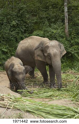 Stock Image - an asian elephant (elephas maximus) standing with it's young; chiang mai thailand. Fotosearch