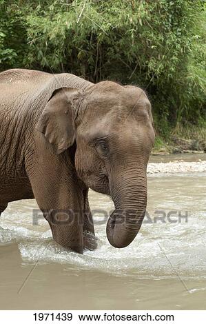 an asian elephant (elephas maximus) standing in shallow water; chiang mai thailand View Large Photo Image Stock Photo - an asian elephant (elephas maximus) standing in shallow water; chiang mai thailand. Fotosearch