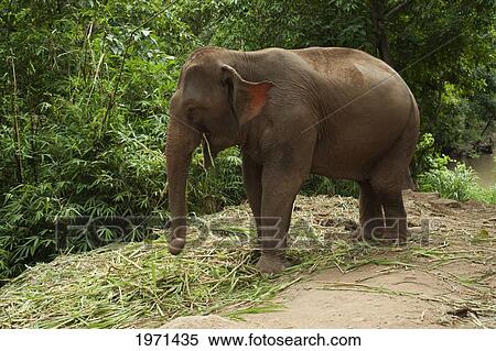 an asian elephant (elephas maximus) standing by lush foliage; chiang mai thailand View Large Photo Image Stock Photography - an asian elephant (elephas maximus) standing by lush foliage; chiang mai thailand. Fotosearch