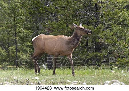 an elk (cervus canadensis) on the edge of the forest; jasper, alberta, canada View Large Photo Image Stock Image - an elk (cervus canadensis) on the edge of the forest; jasper, alberta, canada. Fotosearch