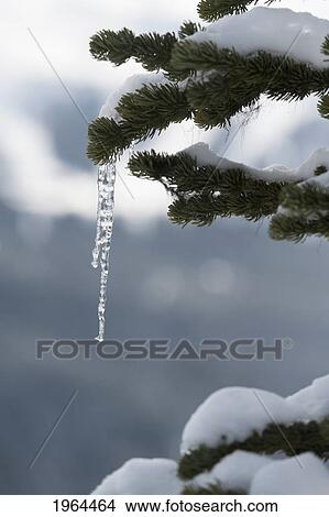 an icicle hanging from a snowy tree branch; whistler, british columbia, canada View Large Photo Image Picture - an icicle hanging from a snowy tree branch; whistler, british columbia, canada. Fotosearch
