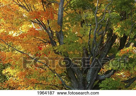 Stock Photo - an old maple tree in autumn; ville de lac brome, quebec, canada. Fotosearch