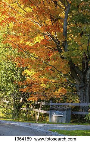 Stock Photo - an old maple tree in autumn; ville de lac brome, quebec, canada. Fotosearch
