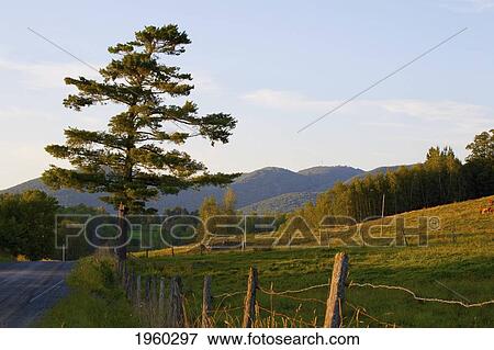 an old pine tree along a rural road at dusk; iron hill, quebec, canada View Large Photo Image Stock Photo - an old pine tree along a rural road at dusk; iron hill, quebec, canada. Fotosearch