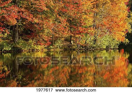autumn colours reflected in a pond; iron hill quebec canada View Large Photo Image Stock Photo - autumn colours reflected in a pond; iron hill quebec canada. Fotosearch