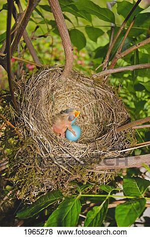 Stock Photo - baby bird and blue eggs in a nest; portland oregon united states of america. Fotosearch