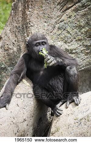 baby gorilla sits on rocks eating leaves; calgary alberta canada View Large Photo Image Stock Image - baby gorilla sits on rocks eating leaves; calgary alberta canada. Fotosearch