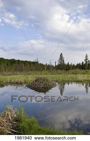 beaver house in prince albert national park; saskatchewan canada View Large Photo Image Stock Image - beaver house in prince albert national park; saskatchewan canada. Fotosearch