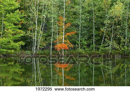 birch and maple trees reflected in a pond; east hill quebec canada View Large Photo Image Stock Photography - birch and maple trees reflected in a pond; east hill quebec canada. Fotosearch