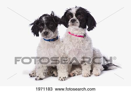 Stock Image - black and white havanese puppies; st. albert alberta canada. Fotosearch